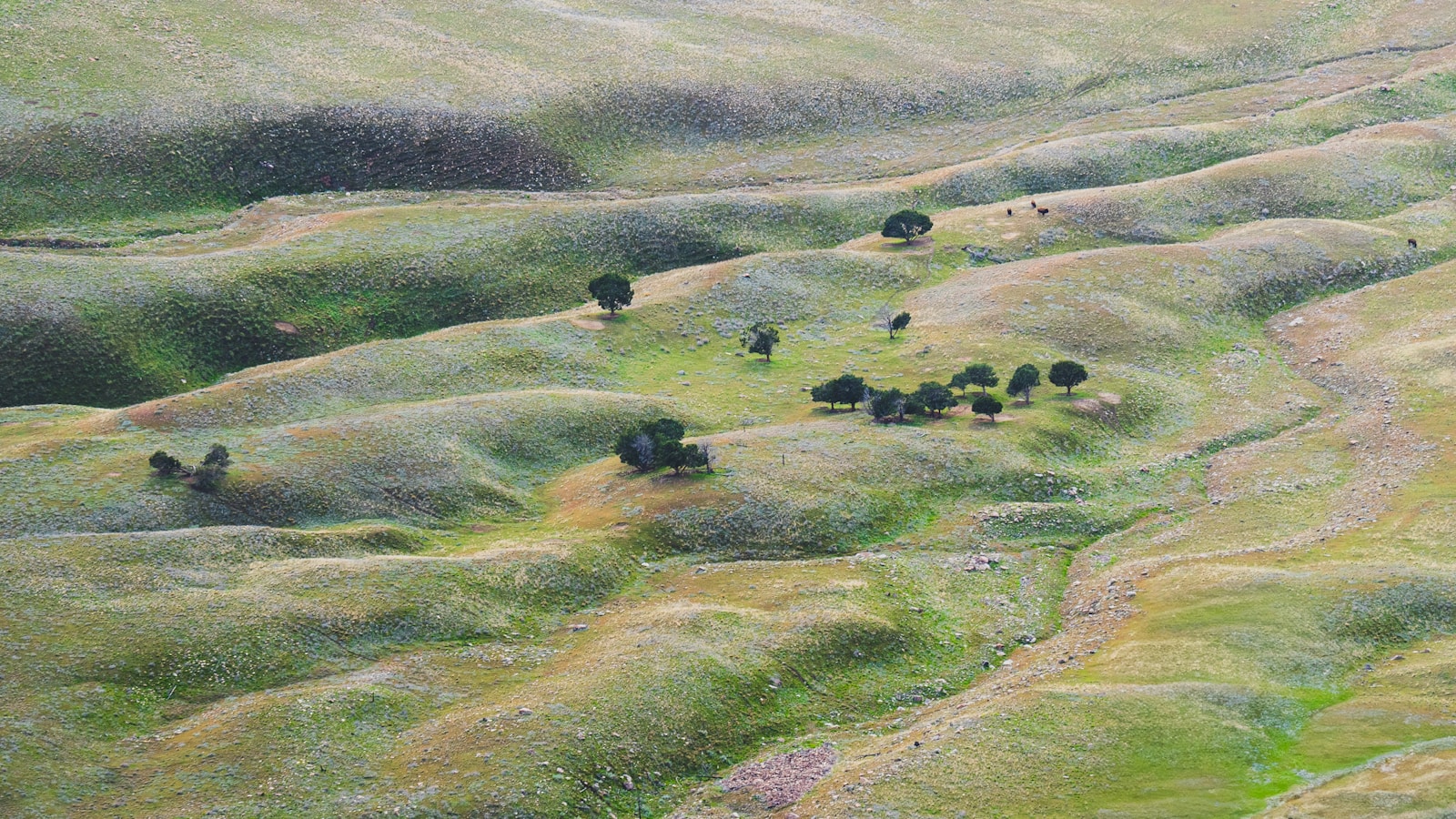 Rolling green hills dotted with trees in the countryside