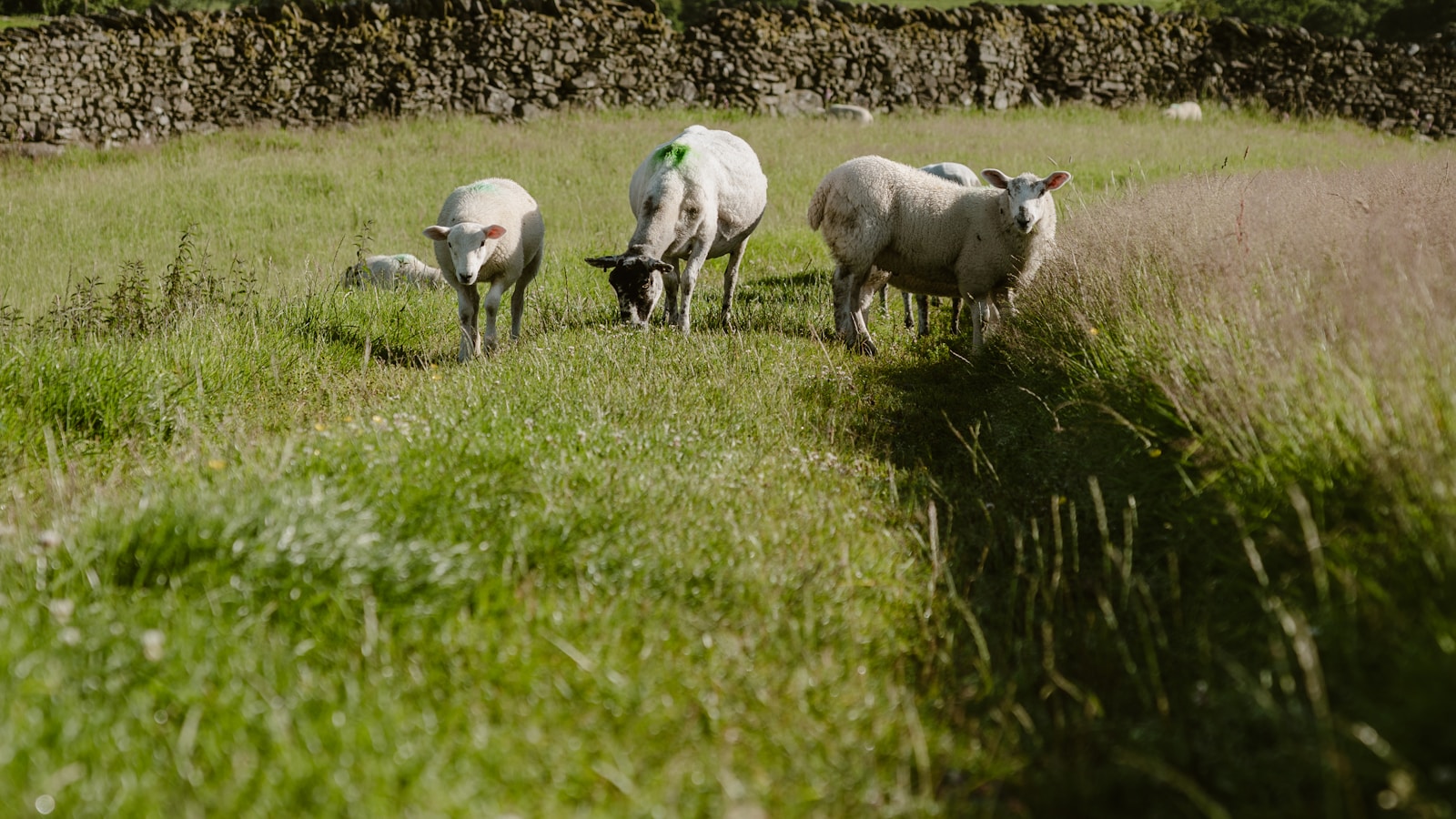 Sheep grazing on lush green rolling farmland, typical of the Waikato countryside around Matamata